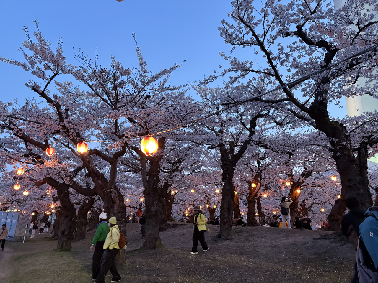 Cherry blossoms and lanterns lit up near Goryokaku Lanterns