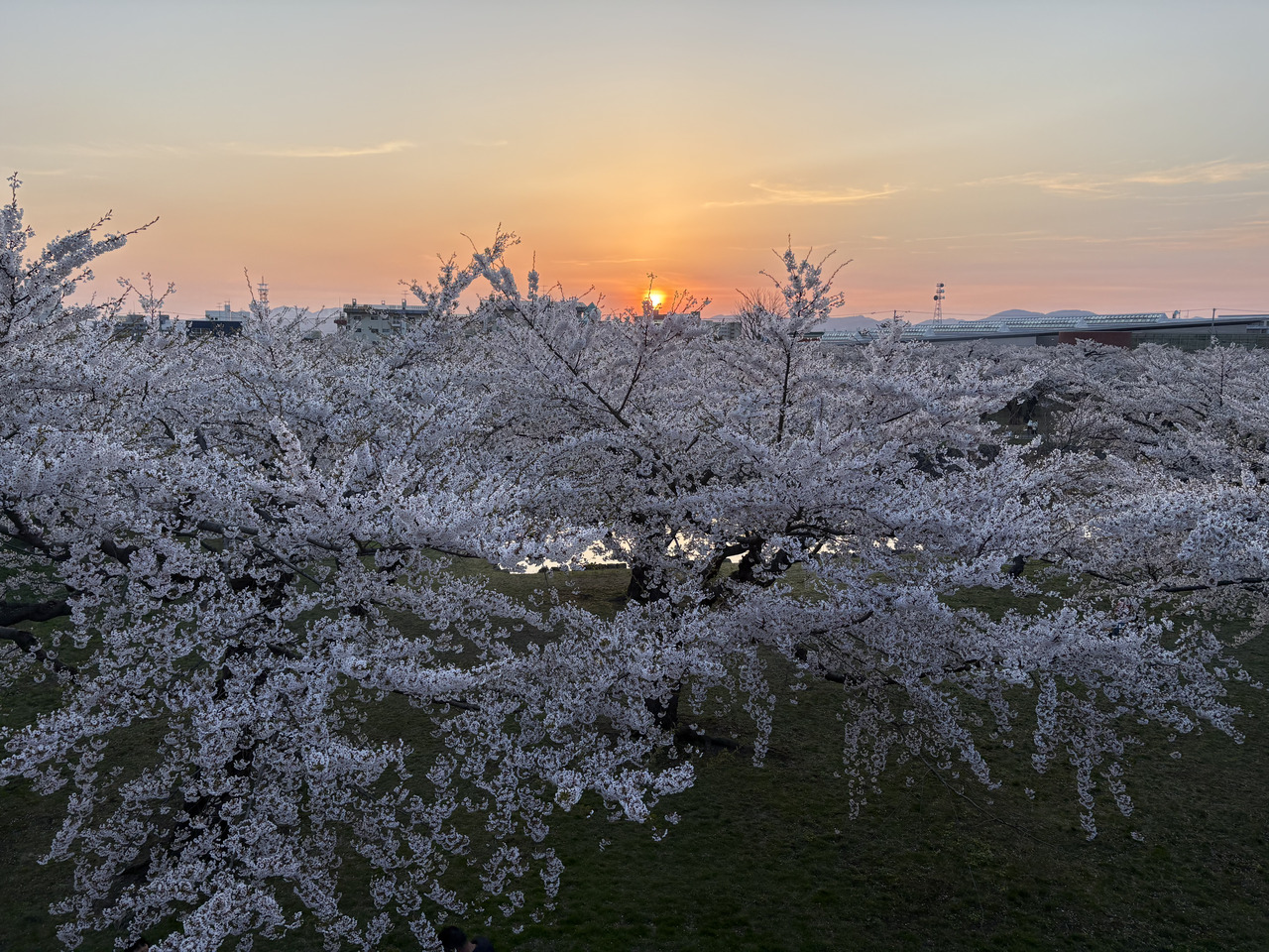 Sunset from Goryokaku over cherry blossoms Sunset from Goryokaku